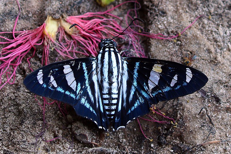 File:Phodides skipper (Elbella azeta).JPG