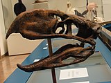 Phorusrhacos longissimus skull 824.jpg