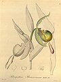 Phragmipedium boissierianum.  Xenia Orchidacea, voi.  1, välilehti.  62, 1858.