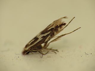 <i>Phyllonorycter blancardella</i> Species of moth