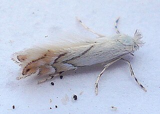 <i>Phyllonorycter harrisella</i> Species of moth