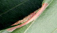 feeding signs of larva Phyllonorycter maestingella damage2.jpg