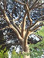 Català: Pi Pinyoner de Can Candeler. Masia Can Candeler (Sant Just Desvern). ca:Pinus pinea. This is a a photo of a protected or outstanding tree in Catalonia, Spain, with id: MA-082212/AIL-01-2013 Object location 41° 23′ 26.08″ N, 2° 04′ 48.09″ E  View all coordinates using: OpenStreetMap