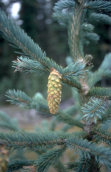 File:Picea engelmannii UGA1.jpg