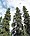 Picea glauca Fairbanks.jpg