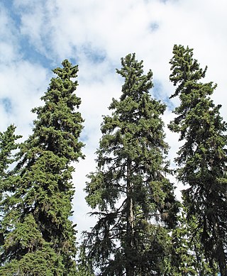 <i>Picea glauca</i> Species of conifer