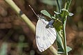 * Nomination Cabbage Butterfly egg-laying, Isère. --MirandaAdramin 21:05, 19 June 2017 (UTC) * Promotion Good quality. --Vengolis 01:21, 20 June 2017 (UTC)