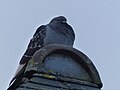 Pigeon sur le toit du château de Josselin.jpg