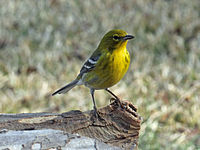 Warbler, Pine ♂ Setophaga pinus