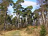 Pine trees, Caesar's Camp - geograph.org.uk - 1181921.jpg