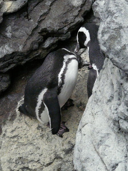 File:Pinguini in amore (Oceanário) (3093423158).jpg