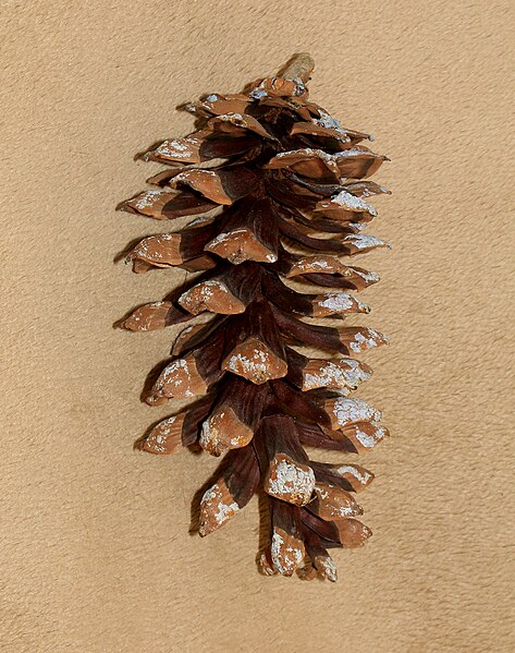 File:Pinus peuce (Macedonian Pine) - cone - S. Rae.jpg