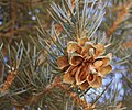 Pinyon with pine nuts in cone.jpg