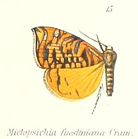 Rubropsichia fuesliniana