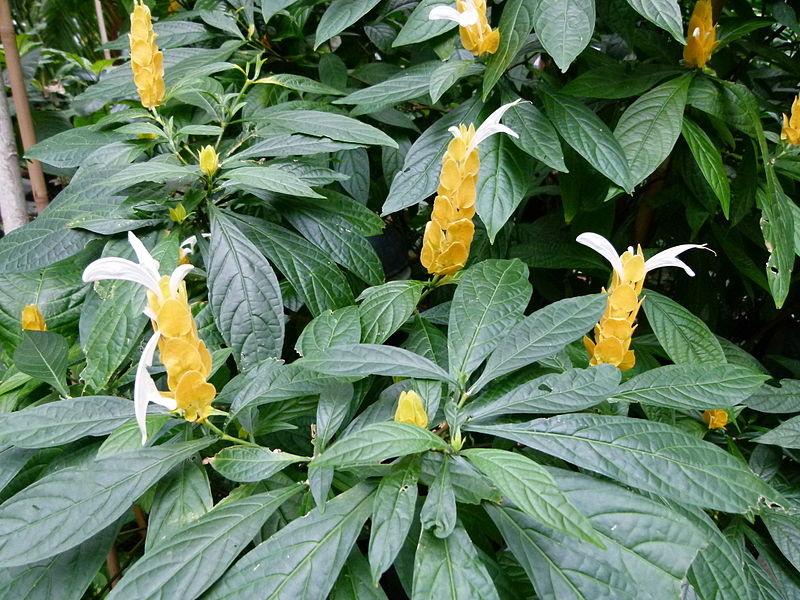 File:Plantes bb1.jpg