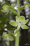 Platanthera orbiculata (3817645413). 
 jpg