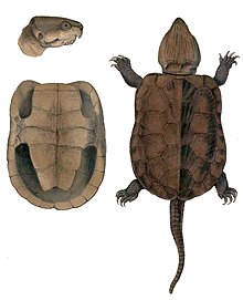 Illustration from Indian Zoology (1830-1834) by John Edward Gray Platysternon megacephalum Hardwicke.jpg