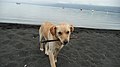 Playful Dog at Villarrica Lake, Pucón (4421196689).jpg
