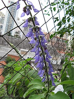 <i>Plectranthus barbatus</i> species of plant