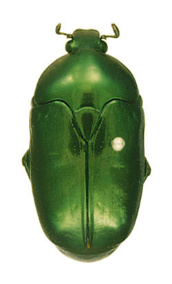 Poecilopharis uniformis Type.jpg