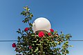 English: Lantern with rambler roses Deutsch: Laterne mit Kletterrosen