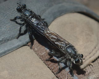 <i>Pogonosoma ridingsi</i> Species of fly