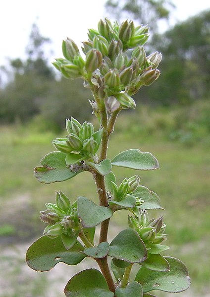 File:Polycarpon tetraphyllum branch2 (14943157425).jpg