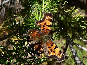 Green comma butterfly Polygonia faunus 27666.JPG