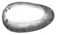Pomme de terre caillou blanc Vilmorin-Andrieux 1883.png