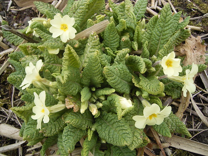 File:Primula-vulgaris-plant1.jpg