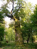 Oak with hornbeam wreath and princess garden with oak alley