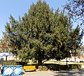 Prirodni spomenik Stabla u Zemunskom parku 2 - Tisa 01.jpg