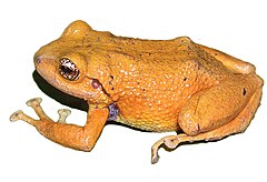 Description de l'image Pristimantis loujosti.jpg.