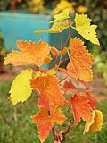 Thumbnail for File:Prokupac wine variety leaf.JPG