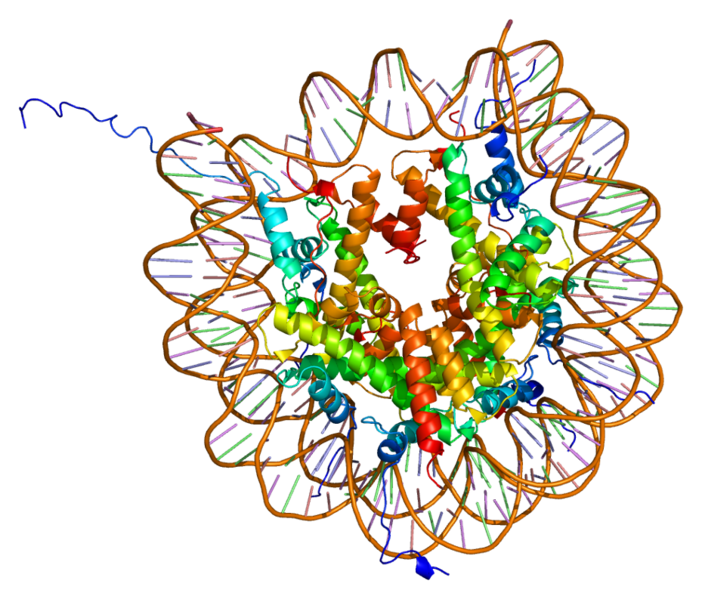 File:Protein HIST1H3A PDB 1aoi.png