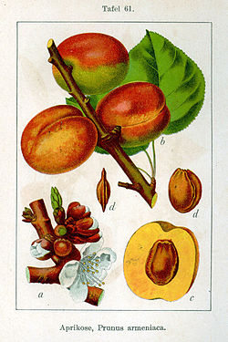 Prunus armeniaca Sturm08061.jpg