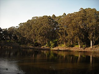 Pine Lake (San Francisco) freshwater lake in Pine Lake Park in San Francisco, California, United States