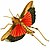 Pycnodictya obscura Illustrations of Exotic Entomology II 41.jpg