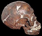 Homo Sapiens: Nombre científico, Biología, Origen y evolución