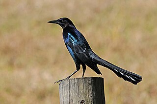 Boat-tailed grackle Species of bird