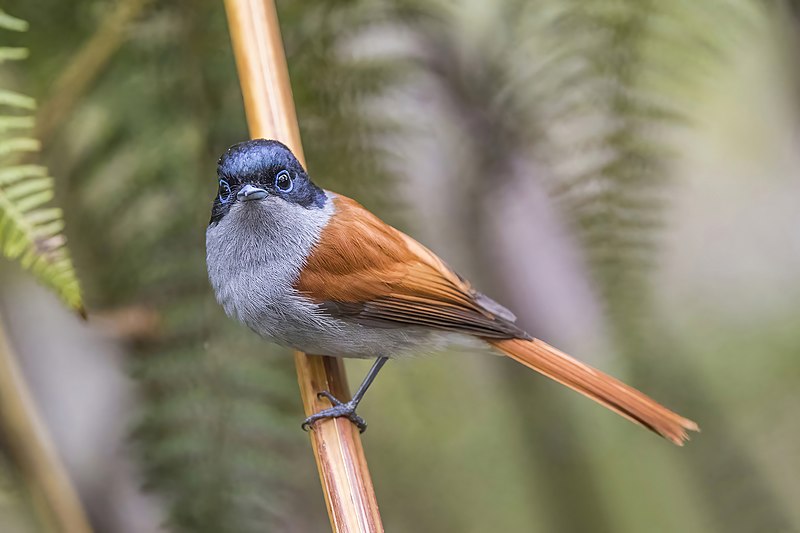 File:Réunion paradise flycatcher (Terpsiphone bourbonnensis bourbonnensis) male 2.jpg