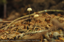 Rõngasnööbik Marasmius rotula