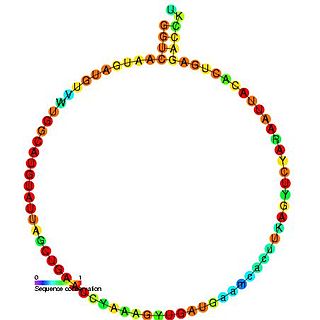 <span class="mw-page-title-main">Small nucleolar RNA SNORD45</span>