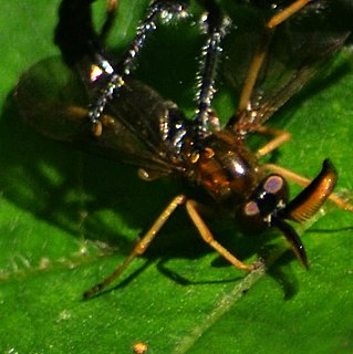 <i>Rachicerus obscuripennis</i> Species of fly