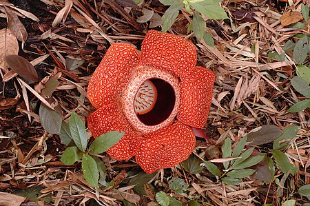 Rafflesia keithii