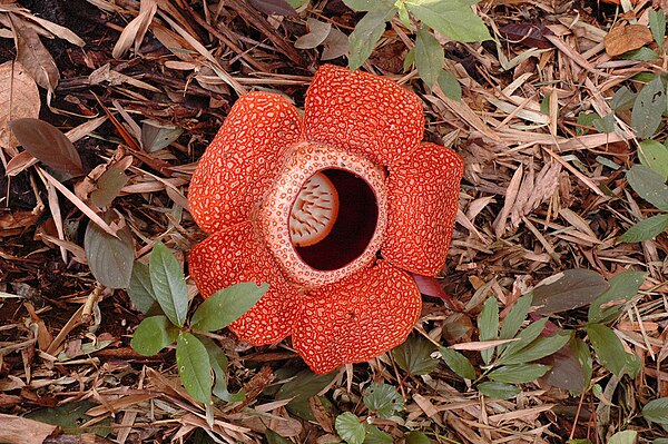 Rafflesia keithii bloom, approximately 80 cm in diameter near Taman Nasional Rafflesia Bengkulu, Indonesia