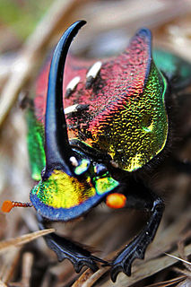 <i>Phanaeus vindex</i> Species of beetle