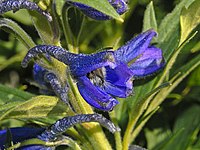 Ranunculaceae - Delphinium brunonianum.jpg