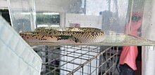 Рашадтың Pampas Snake.jpg