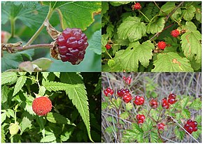 The fruit of four species of raspberry. Clockwise from top left: boulder raspberry, Korean raspberry, Australian native raspberry, and Mauritius raspberry. Raspberries, fruit of four species.jpg